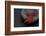 Still Life, Maple Leaves, Red, Shell, Gray, Black, Still Life-Andrea Haase-Framed Photographic Print