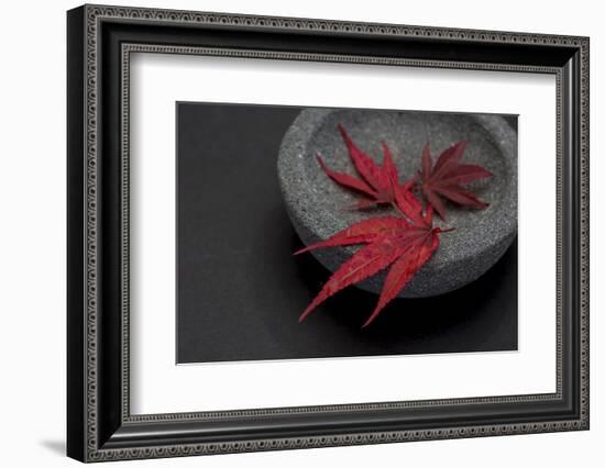 Still Life, Maple Leaves, Red, Shell, Gray, Black, Still Life-Andrea Haase-Framed Photographic Print