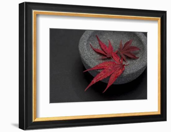 Still Life, Maple Leaves, Red, Shell, Gray, Black, Still Life-Andrea Haase-Framed Photographic Print