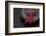 Still Life, Maple Leaves, Red, Shell, Gray, Black, Still Life-Andrea Haase-Framed Photographic Print