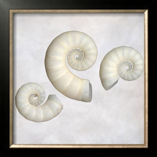 Still Life of 3 Shells-Images Monsoon-Framed Photographic Print