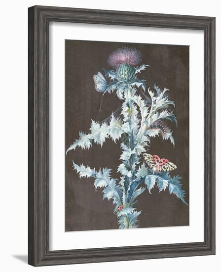 Still Life of a Thistle-Barbara Regina Dietzsch-Framed Giclee Print