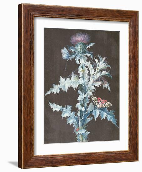 Still Life of a Thistle-Barbara Regina Dietzsch-Framed Giclee Print