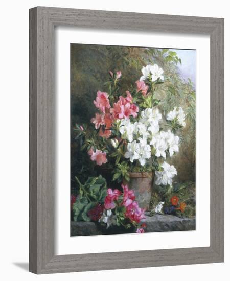 Still Life of Azaleas-Annie Feray Mutrie-Framed Giclee Print