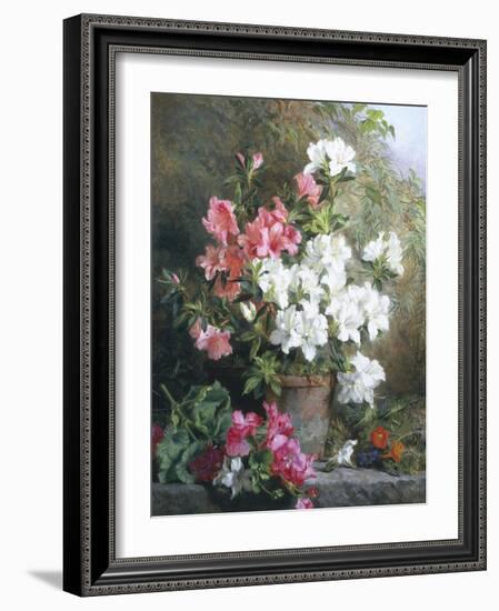 Still Life of Azaleas-Annie Feray Mutrie-Framed Giclee Print