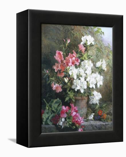 Still Life of Azaleas-Annie Feray Mutrie-Framed Premier Image Canvas