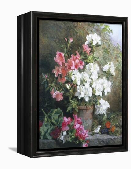 Still Life of Azaleas-Annie Feray Mutrie-Framed Premier Image Canvas