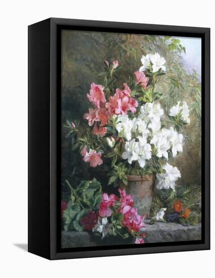 Still Life of Azaleas-Annie Feray Mutrie-Framed Premier Image Canvas