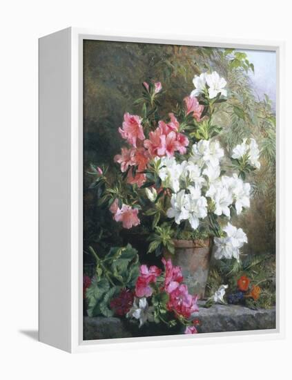 Still Life of Azaleas-Annie Feray Mutrie-Framed Premier Image Canvas