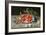 Still Life of Cherries and Peaches-Balthasar van der Ast-Framed Giclee Print