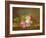 Still Life of Flowers (Oil on Canvas)-Johan Laurents Jensen-Framed Giclee Print