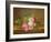 Still Life of Flowers (Oil on Canvas)-Johan Laurents Jensen-Framed Giclee Print