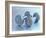 Still Life of Free Weights-Chris Trotman-Framed Photographic Print