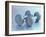 Still Life of Free Weights-Chris Trotman-Framed Photographic Print