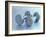 Still Life of Free Weights-Chris Trotman-Framed Photographic Print