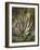 Still Life of Heather and Butterflies-Albert Lucas-Framed Giclee Print