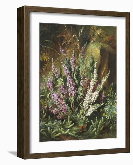 Still Life of Heather and Butterflies-Albert Lucas-Framed Giclee Print