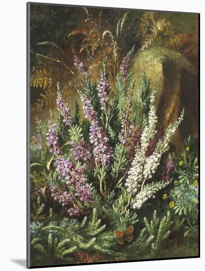 Still Life of Heather and Butterflies-Albert Lucas-Mounted Giclee Print