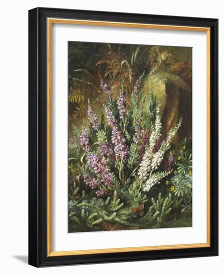 Still Life of Heather and Butterflies-Albert Lucas-Framed Giclee Print