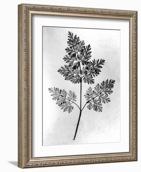 Still Life of Leaf, 1844-null-Framed Photographic Print