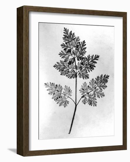 Still Life of Leaf, 1844-null-Framed Photographic Print