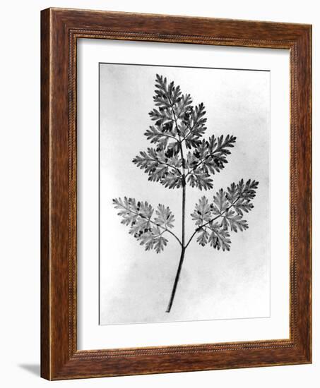 Still Life of Leaf, 1844-null-Framed Photographic Print