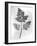 Still Life of Leaf, 1844-null-Framed Photographic Print