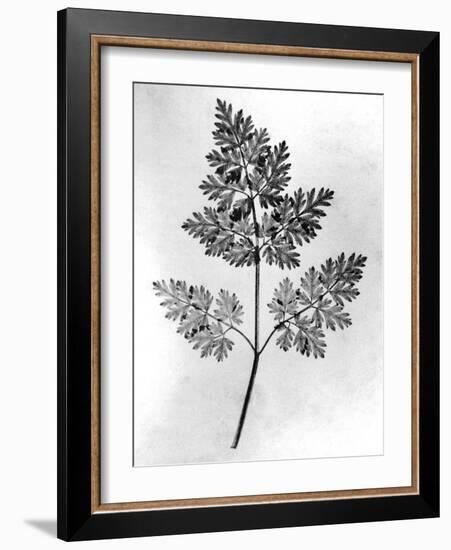 Still Life of Leaf, 1844-null-Framed Photographic Print