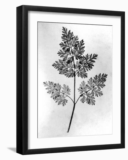 Still Life of Leaf, 1844-null-Framed Photographic Print