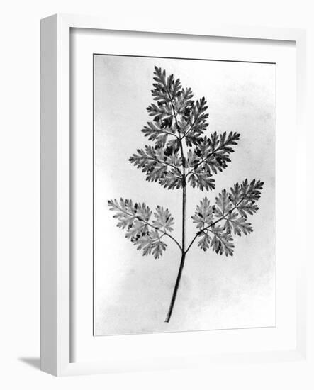 Still Life of Leaf, 1844-null-Framed Photographic Print