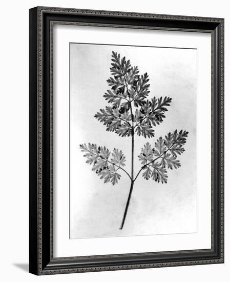 Still Life of Leaf, 1844-null-Framed Photographic Print