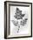 Still Life of Leaf, 1844-null-Framed Photographic Print