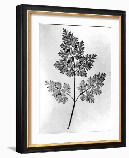 Still Life of Leaf, 1844-null-Framed Photographic Print