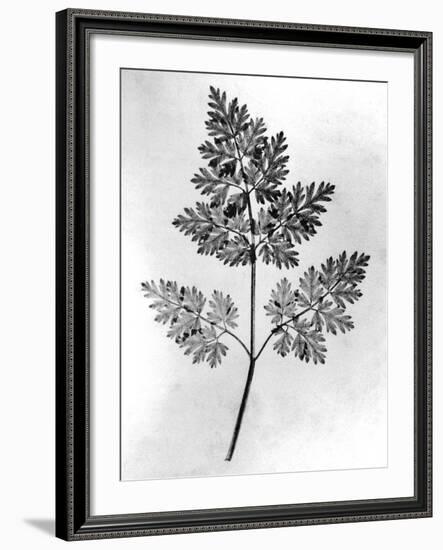 Still Life of Leaf, 1844-null-Framed Photographic Print