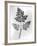 Still Life of Leaf, 1844-null-Framed Photographic Print