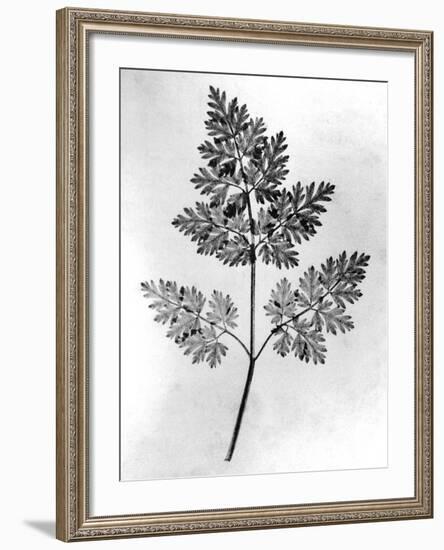 Still Life of Leaf, 1844-null-Framed Photographic Print