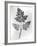 Still Life of Leaf, 1844-null-Framed Photographic Print