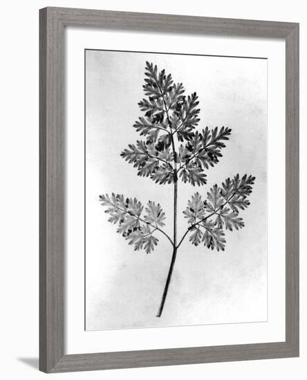 Still Life of Leaf, 1844-null-Framed Photographic Print