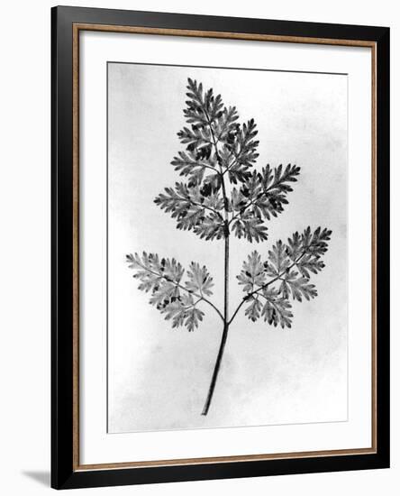 Still Life of Leaf, 1844-null-Framed Photographic Print