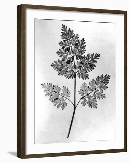 Still Life of Leaf, 1844-null-Framed Photographic Print