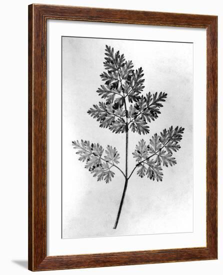 Still Life of Leaf, 1844-null-Framed Photographic Print