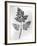 Still Life of Leaf, 1844-null-Framed Photographic Print