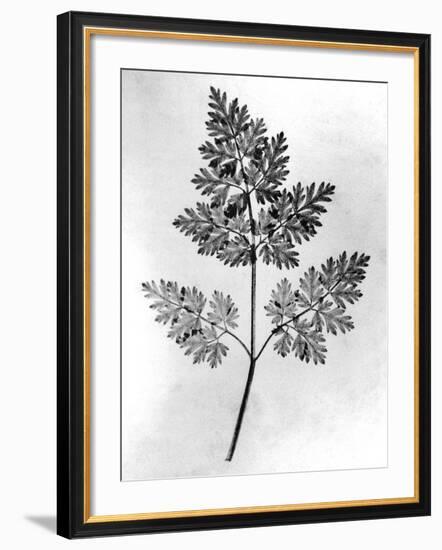 Still Life of Leaf, 1844-null-Framed Photographic Print