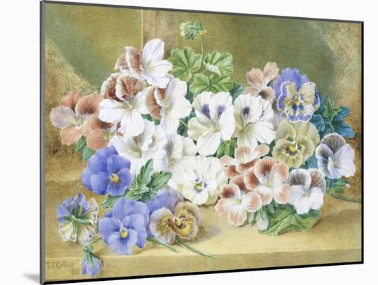 Still Life of Pansies and Pelargoniums-Thomas Collier-Mounted Giclee Print