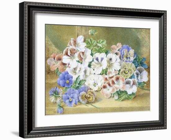 Still Life of Pansies and Pelargoniums-Thomas Collier-Framed Giclee Print