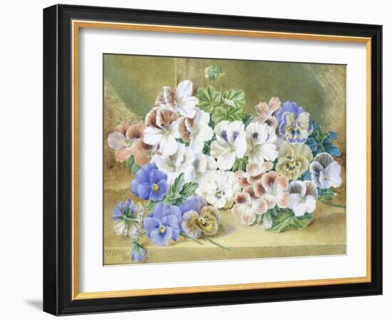 Still Life of Pansies and Pelargoniums-Thomas Collier-Framed Giclee Print