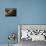 Still Life of Pears on Antique Pewter Plate-Eliot Elisofon-Photographic Print displayed on a wall