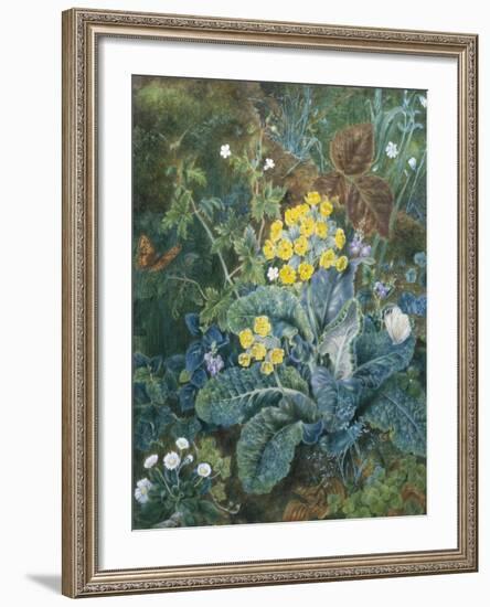 Still Life of Polyanthus and Butterfly-Mary Margetts-Framed Giclee Print