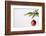 Still Life of Red Bauble Hanging on Christmas Tree-null-Framed Photographic Print