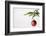 Still Life of Red Bauble Hanging on Christmas Tree-null-Framed Photographic Print